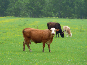 COWS in grass pasture (California) v2
